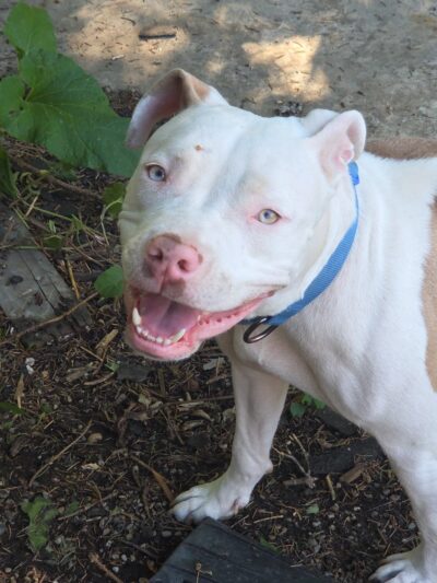 Grosse Pointe Farms Dog Park - Grosse Pointe Farms, MI