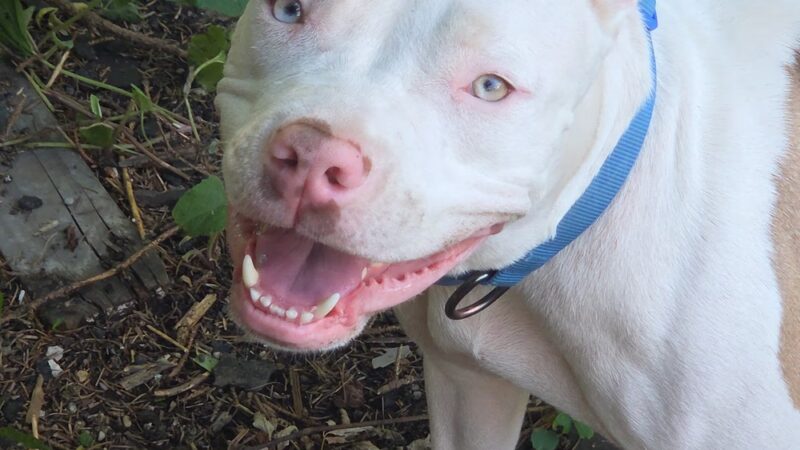 Grosse Pointe Farms Dog Park - Grosse Pointe Farms, MI