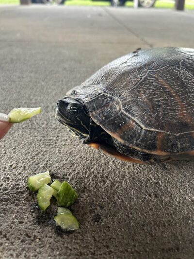 Mountain View Park - Grottoes, VA