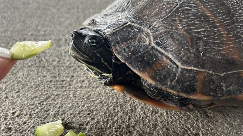 Mountain View Park - Grottoes, VA