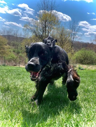 BaMar Farm Country Kennel - Grove City, PA