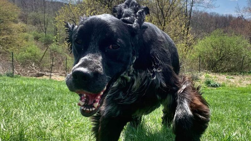 BaMar Farm Country Kennel - Grove City, PA