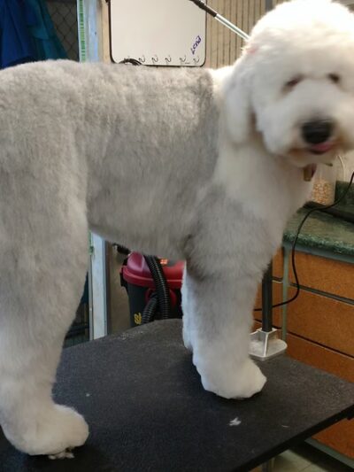 BaMar Farm Country Kennel - Grove City, PA