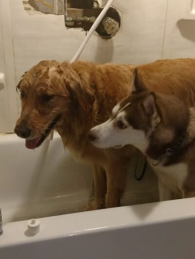 BaMar Farm Country Kennel - Grove City, PA