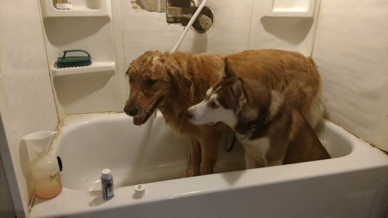 BaMar Farm Country Kennel - Grove City, PA