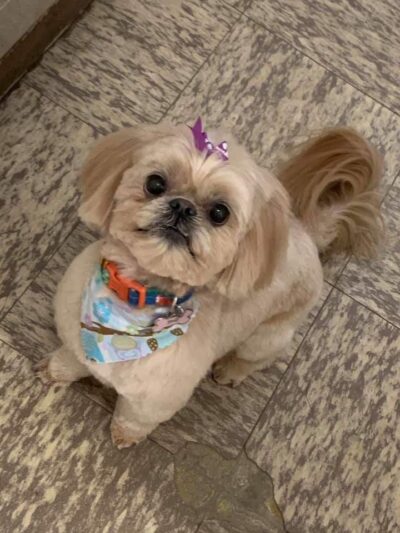 BaMar Farm Country Kennel - Grove City, PA