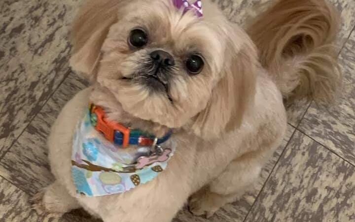 BaMar Farm Country Kennel - Grove City, PA