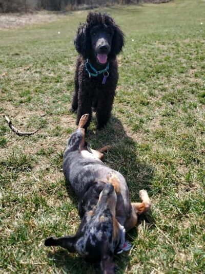 BaMar Farm Country Kennel - Grove City, PA
