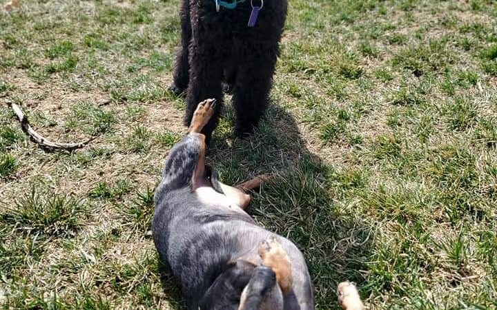 BaMar Farm Country Kennel - Grove City, PA