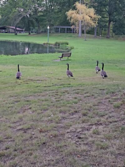 Grove City Memorial Park - Grove City, PA