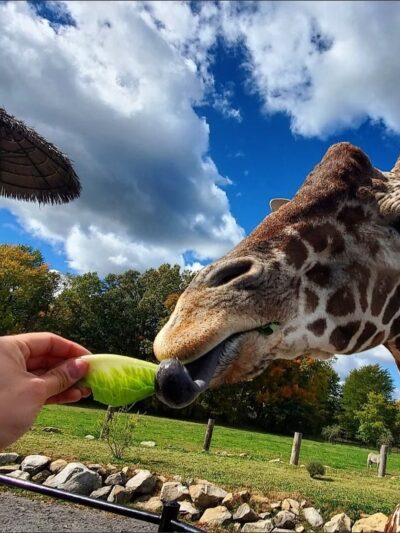 Keystone Safari - Grove City, PA