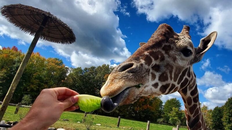 Keystone Safari - Grove City, PA