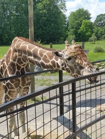 Keystone Safari - Grove City, PA