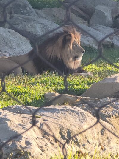 Keystone Safari - Grove City, PA