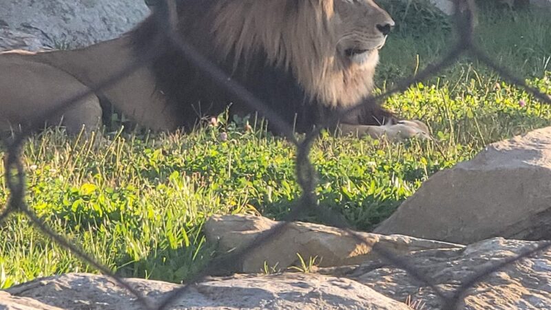 Keystone Safari - Grove City, PA