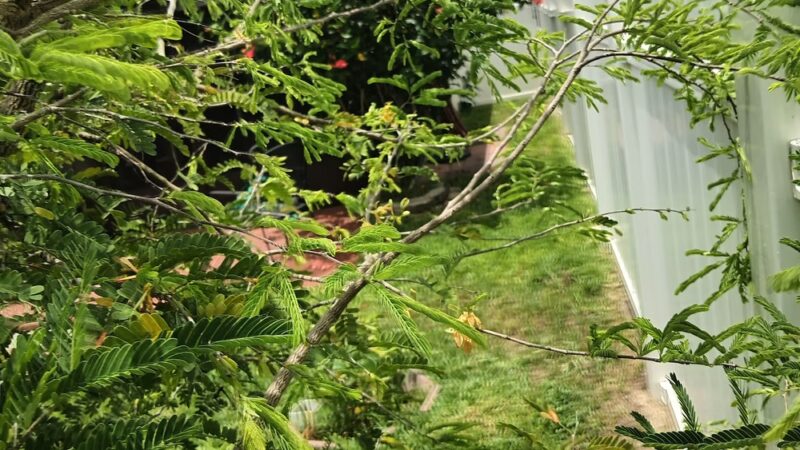 Ronald Sefton Gaffney Memorial Park - Groveland, FL