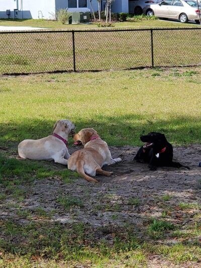 Ronald Sefton Gaffney Memorial Park - Groveland, FL