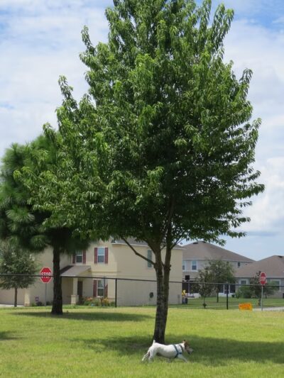 Ronald Sefton Gaffney Memorial Park - Groveland, FL