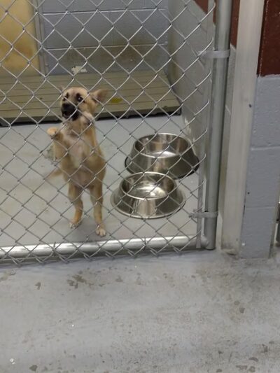 Buchanan County Animal Shelter - Grundy, VA