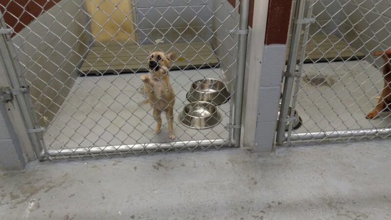 Buchanan County Animal Shelter - Grundy, VA
