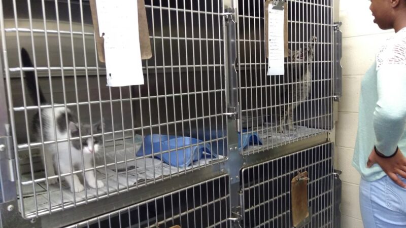 Buchanan County Animal Shelter - Grundy, VA