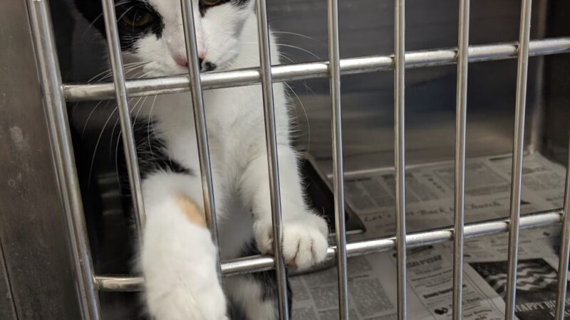 Buchanan County Animal Shelter - Grundy, VA