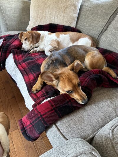 Buchanan County Animal Shelter - Grundy, VA