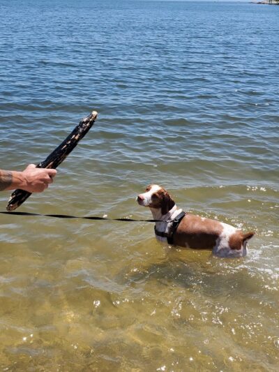 Barbara Pine Memorial Beach - Guilford, CT