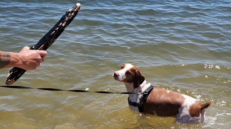 Barbara Pine Memorial Beach - Guilford, CT