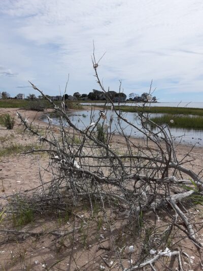 Chittenden Park - Guilford, CT