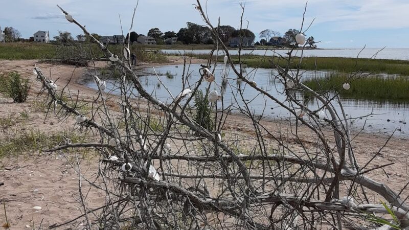 Chittenden Park - Guilford, CT