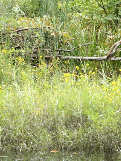 East River Preserve - Guilford, CT