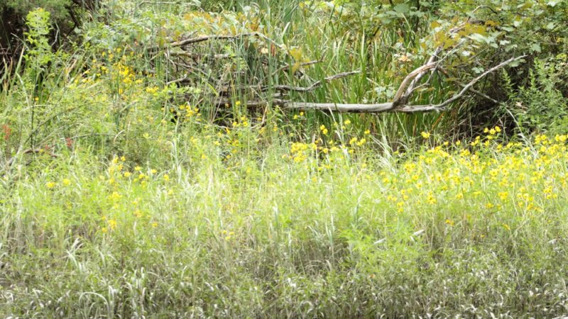 East River Preserve - Guilford, CT