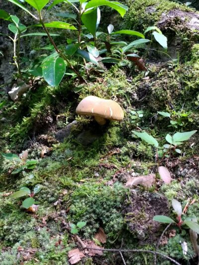 Peddlers Park - Guilford, CT