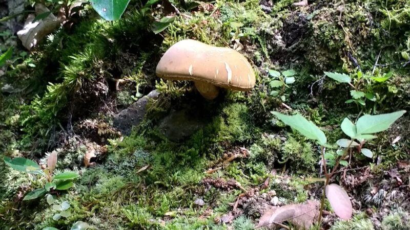 Peddlers Park - Guilford, CT