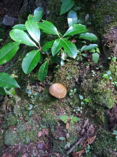 Peddlers Park - Guilford, CT