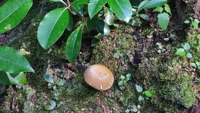 Peddlers Park - Guilford, CT