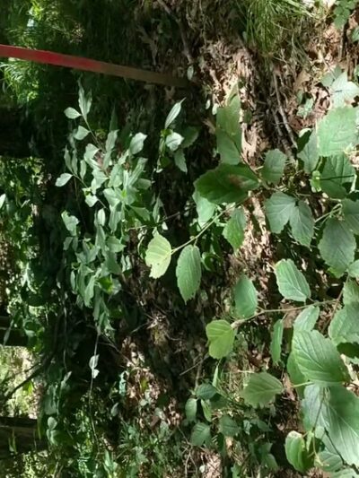 Bittner Park - Guilford, CT