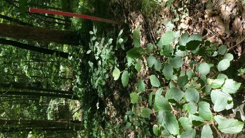 Bittner Park - Guilford, CT