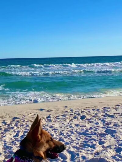 Pensacola Dog Beach West - Gulf Breeze, FL