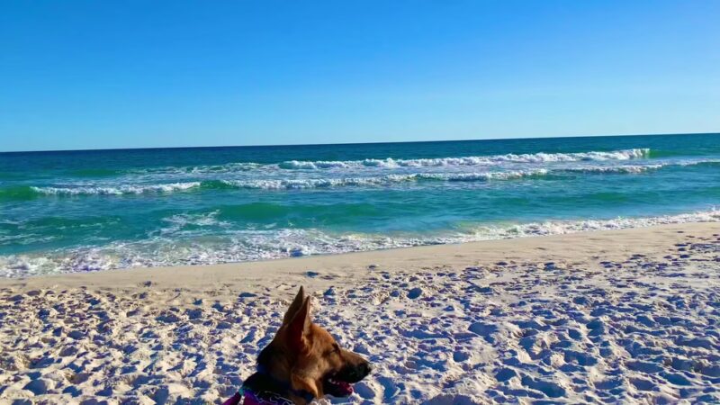Pensacola Dog Beach West - Gulf Breeze, FL