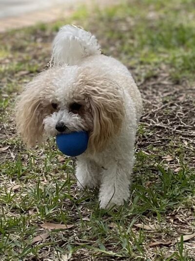 Williamsburg Park - Gulf Breeze, FL
