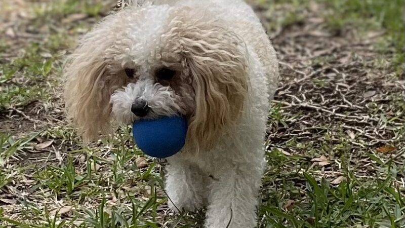 Williamsburg Park - Gulf Breeze, FL