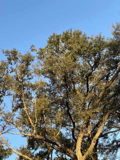 Williamsburg Park - Gulf Breeze, FL