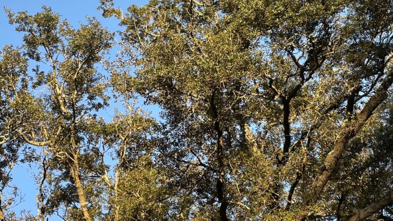 Williamsburg Park - Gulf Breeze, FL