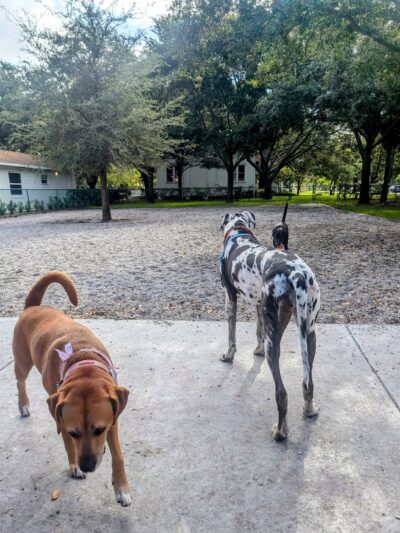 Gulfport Dog Park - Gulfport, FL