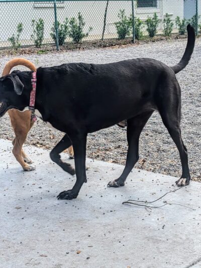 Gulfport Dog Park - Gulfport, FL