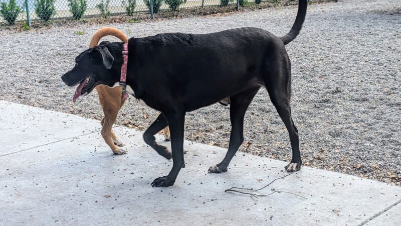 Gulfport Dog Park - Gulfport, FL