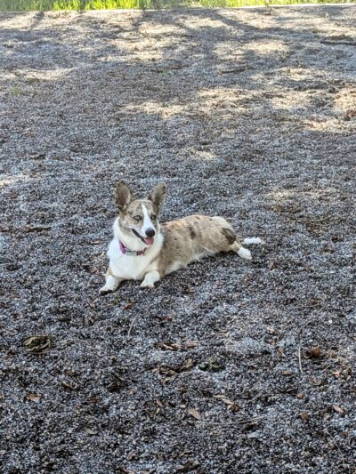 Gulfport Dog Park - Gulfport, FL