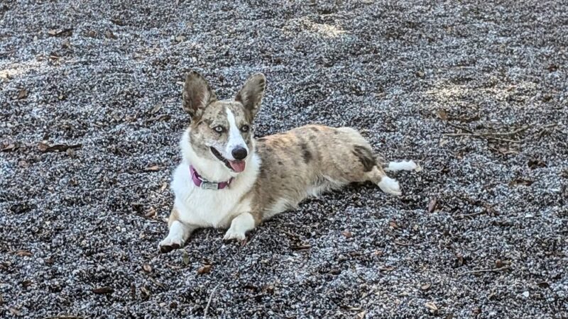 Gulfport Dog Park - Gulfport, FL